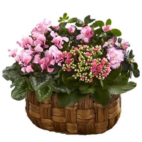 3 Types Plant in Basket - Beautiful Assortment of Greenery | FlowersBox ...