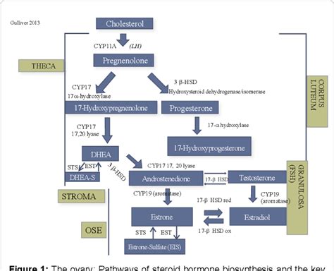 Figure 1 from Estradiol Synthesis and Metabolism and Risk of Ovarian ...