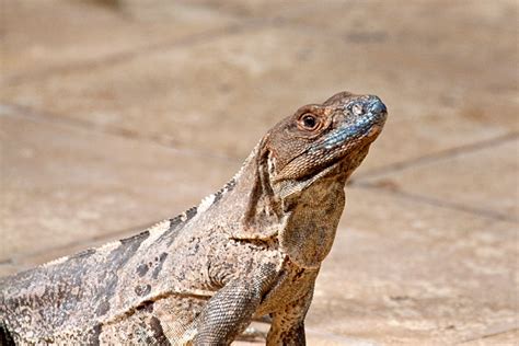 Black Iguana - Costa Rica