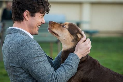 'A Dog's Way Home' Trailer: Another Heartwarming Canine Adventure