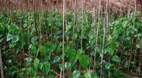 Betel Leaves Cultivation (Paan), Planting - A Complte Guide | Agri Farming