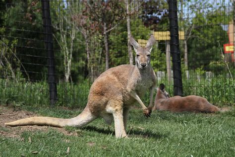 File:Kangaroo-Columbus-Zoo.JPG - Wikimedia Commons