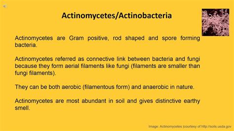 Overview: Actinomycetes - YouTube