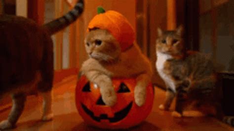 Halloween Zucca Fantasma Gatto Cat GIFs - Get the best GIF on GIPHY