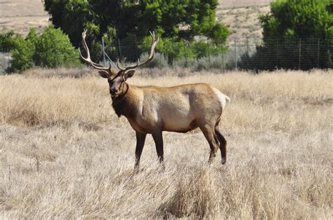 Tule Elk State Natural Reserve