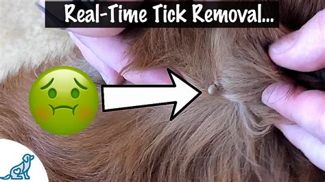 How To Take A Tick Off Your Dog - Professional Dog Training Tips - YouTube