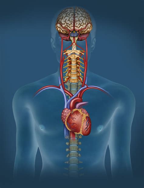 Dysautonomia | Autonomic Nervous System Disorders | MedlinePlus