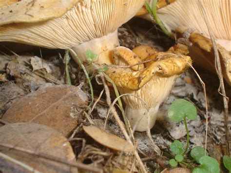 Northern California ID (a couple of different mushrooms) - Mushroom Hunting and Identification ...