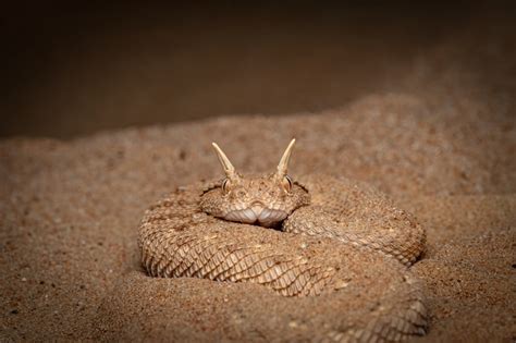 Gobi Desert Snakes