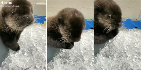 Precious Moments: Video Of A Baby Otter Eating Ice - borninspace