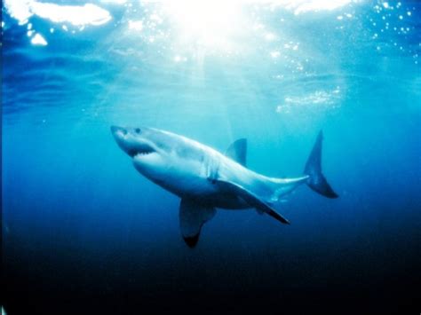 Funny Great White Shark Wallpaper - WallpaperSafari