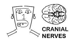 Cranial Nerves Face