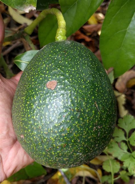 average-size-Reed-avocado-fruit - Greg Alder's Yard Posts: Food Gardening in Southern California