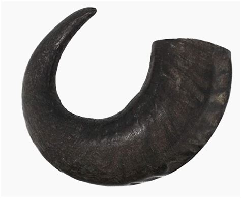 Water Buffalo Horns - Wagabonz