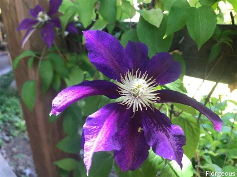 Top 23 Types of Clematis Vines You Can Grow | Florgeous