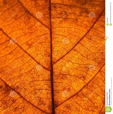 Dry Leaves Veins Texture. Close Up on Leaf Texture Stock Image - Image ...