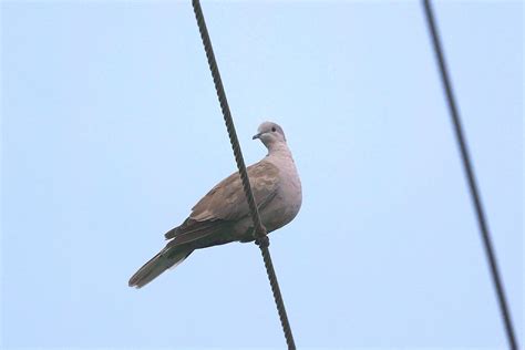 eBird Checklist - 29 Aug 2021 - residence - 6 species