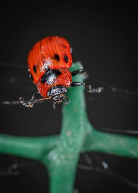 Ladybug on Green Leaf Plant · Free Stock Photo