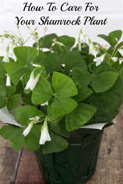 The 25+ best Shamrock plant ideas on Pinterest | Purple shamrock ...