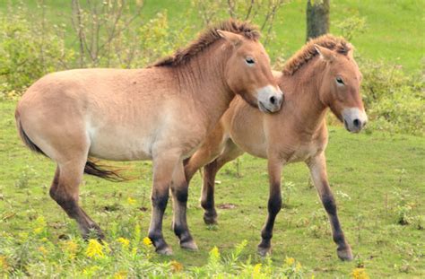 Przewalski Horse | The Biggest Animals Kingdom