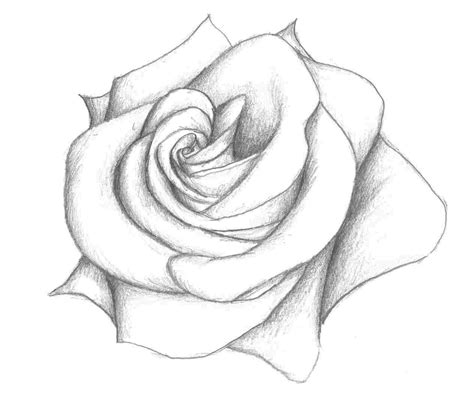 Graffiti Rose Drawing at PaintingValley.com | Explore collection of ...