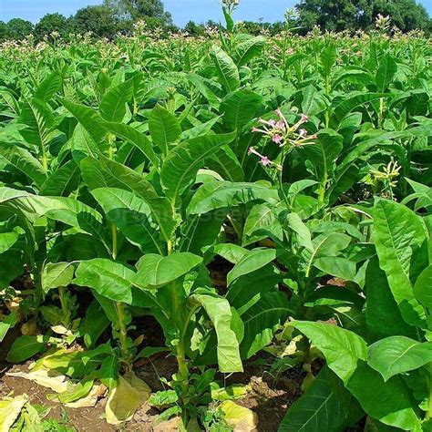 Organic Virginia Gold Tobacco Plant nicotiana Tabacum Seeds - Etsy