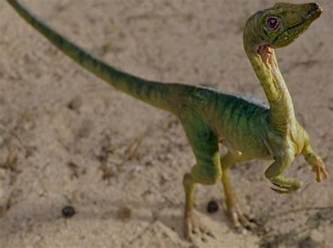 Compsognathus “triassicus” (*) (S/F) / (S/F-T/G) – Jurassic-Pedia