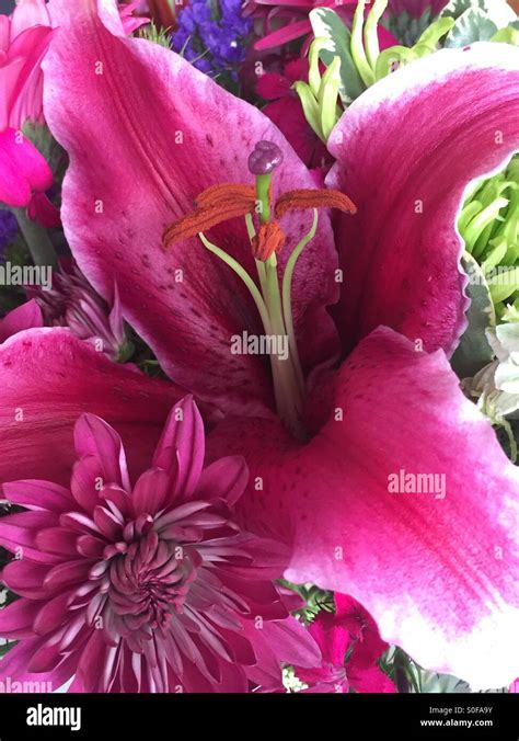 Stargazer lily hi-res stock photography and images - Alamy