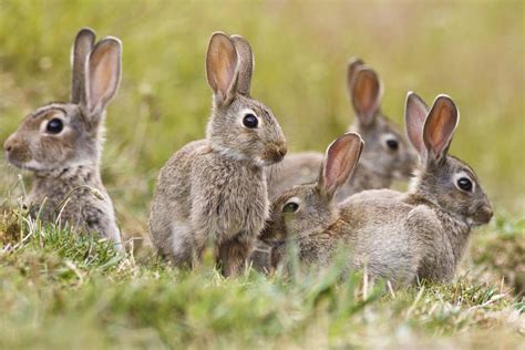 Rabbit Control | Rabbit Removal | Lincolnshire