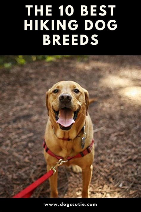 The 10 Best Dog Breeds For Hikers | Hiking dogs, Best dog breeds, Dogs