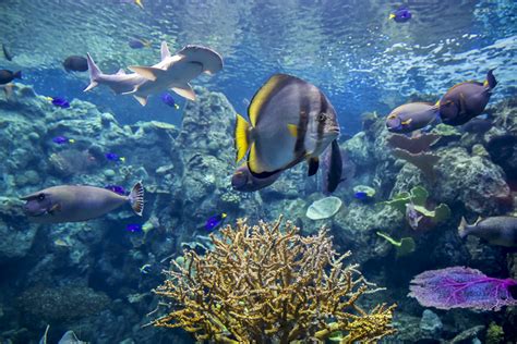 Coral Reefs: Nature’s Underwater Cities | Coral Reefs | Aquarium of the Pacific