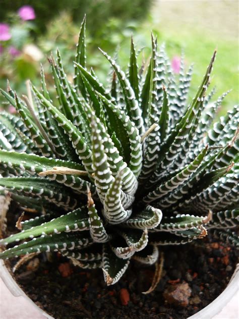 My Own Cactus & Succulent | kinds of ornamental plants