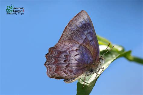 The Blue Brilliantผีเสื้อประกายฟ้าSimiskina phalia - Thai Butterfly Trips