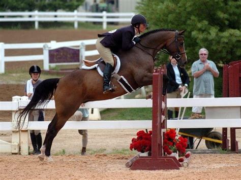 The 11 Best Jumping Horse Breeds | Flipboard