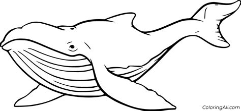 Printable Humpback Whale Coloring Page Damiantomasz | The Best Porn Website