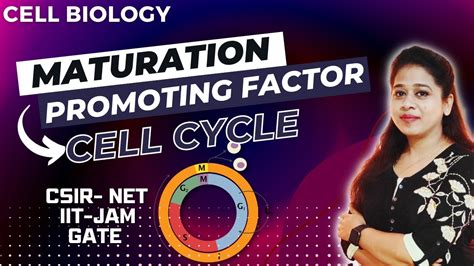 Maturation Promoting Factor in Cell Cycle | Mitosis Promoting Factor ...