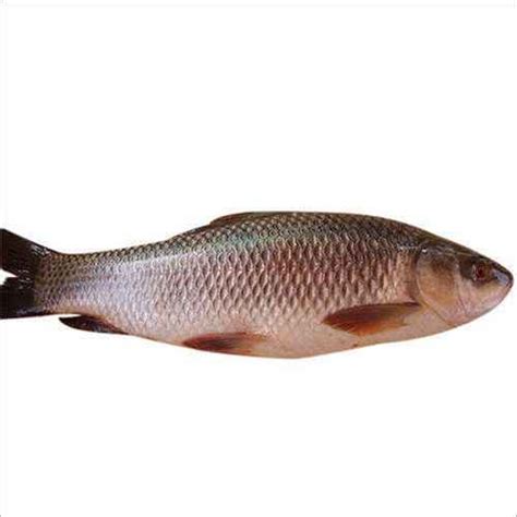 Buy Rohu Fish (4 8 Lbs) 1 Lbs | Sundarbans Fish Bazar - Quicklly