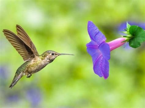 10 Purple Flowers That Attract Hummingbirds