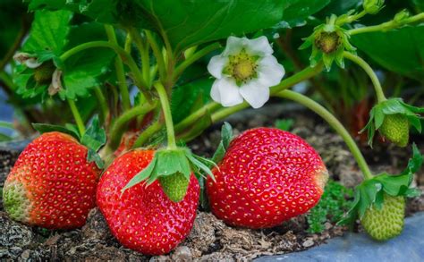 Cuándo plantar fresas - Bekia Hogar