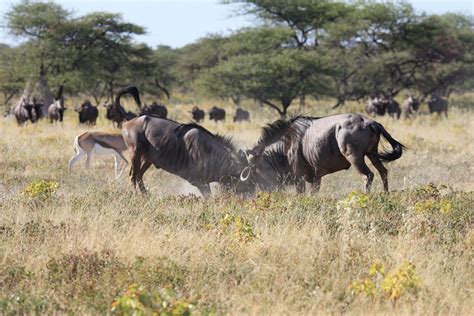 Why visit Tanzania for Safari? —Wildebeest Migration & Wildlife tours