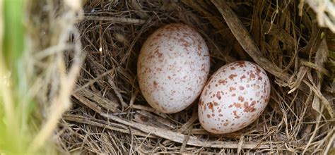 Scientists crack egg forging evolutionary puzzle