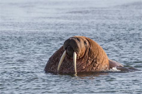 Walrus - Accurate content you can trust, spreading knowledge on the ...