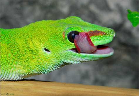 Phelsuma madagascariensis grandis 2: Bálint Tibor: Galleries: Digital Photography Review ...