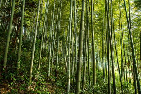 Bamboo Forest China Map