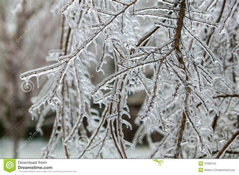 Ice Storm stock image. Image of branch, clear, chill - 37936733