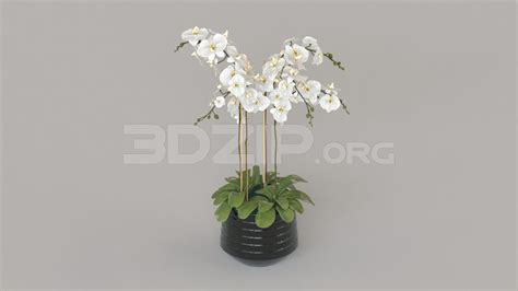 4692. Free 3D Flower Model Download - 3Dzip.Org - 3D Model Free Download