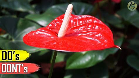 ANTHURIUM PLANT CARE TIPS – INDOOR FLOWERING PLANT - YouTube