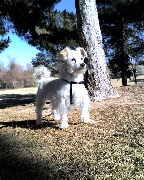 Schnoodle | GreatDogSite