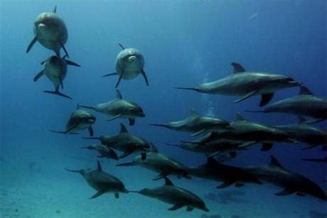 Dolphins Use Diplomacy in Their Communication - Dolphin Way