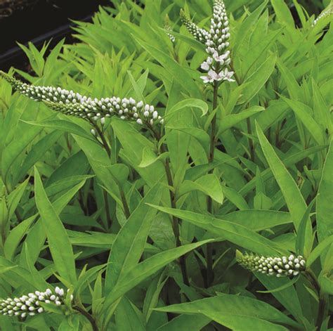 Lysimachia clethroides - Van Berkum Nursery